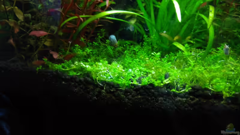 HCC mit welchem ich endlich mal Glück hatte, Wächst und gedeiht von Shiro13 (9)