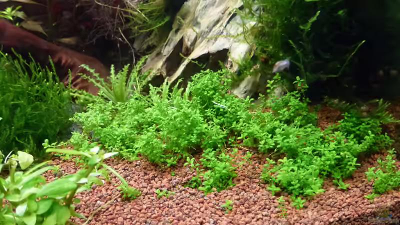 HCC Staurogyne repens von mike1963 (11)