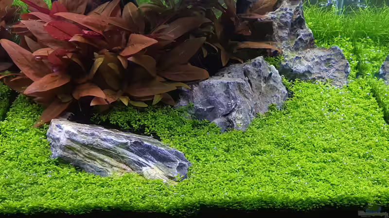 HCC Teppich gedeiht :D von Marco B. (14)