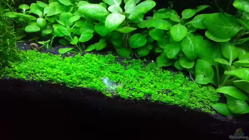 HCC umgeben von Lobelia cardinalis mini 17.03.2018 von C-NA (24)