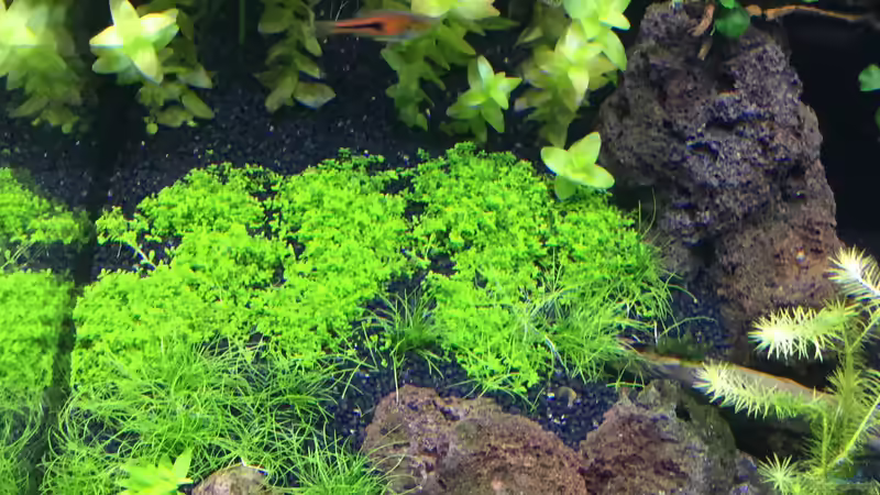 Eleocharis acicularis im Aquarium oder Gartenteich (Einrichtungsbeispiele mit Nadelsimse)