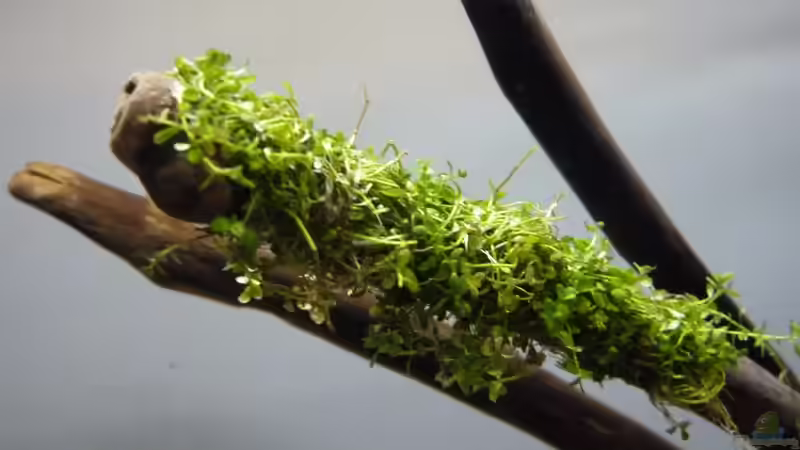 HCC von Martin W. (9)