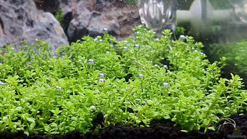 HCC wächst an von Marco B. (20)