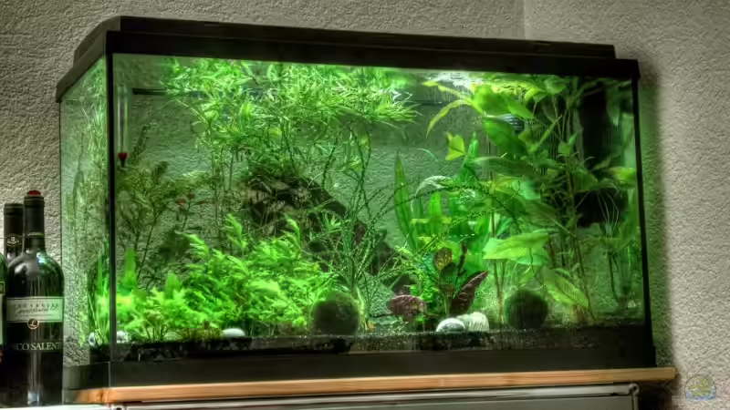 HDR Bild des Aquariums von Tobi_88_ (1)