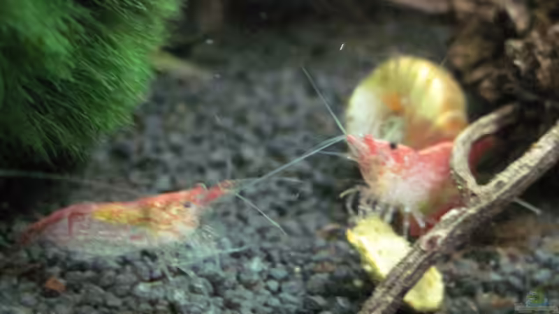 He, das ist meine Tablette! von Opodeldok (36)