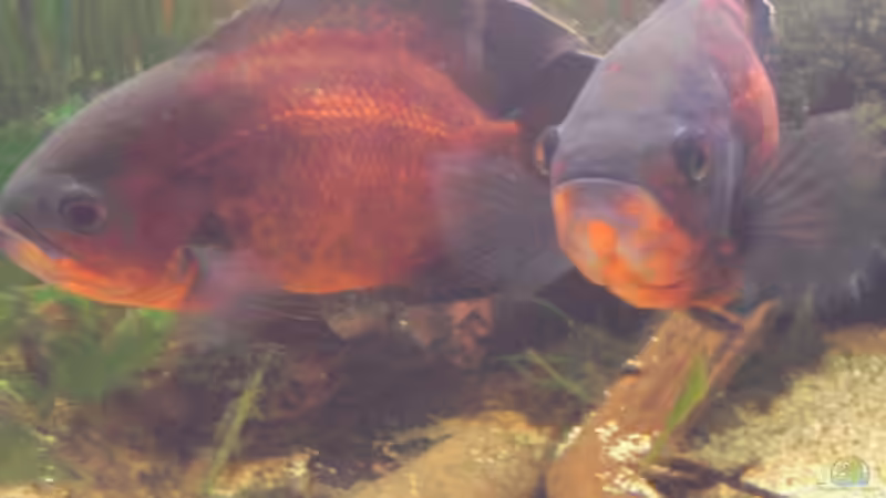 he alte! in 3 minuten drüben beim grossen stein, ich bin gei....  von dornwels (20)