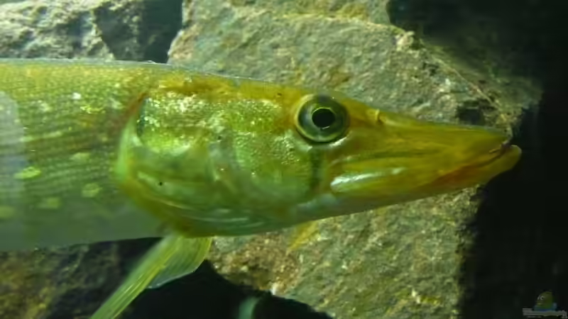 Hecht von blume007 (2)