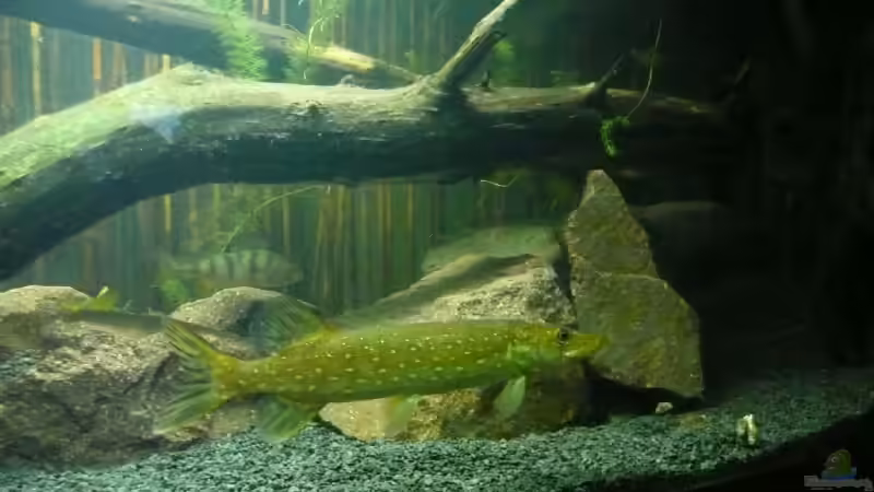 Hecht von blume007 (8)