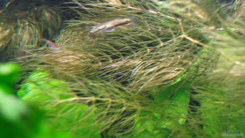 Aquarien mit Belonesox belizanus (Hechtkärpfling)