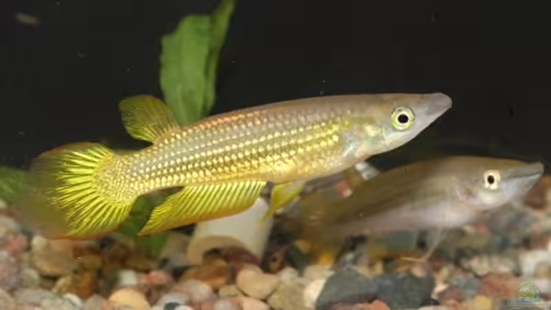 Hechtlinge von Andreas Kurz (8)