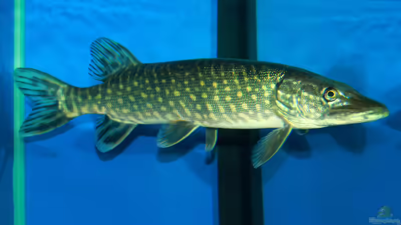 Hechträtsel im Grünen: Die faszinierende Welt der Hechte im Garten