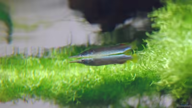 Hechtschnäbler von Wolfgang Dörfler (4)