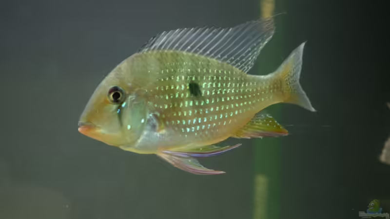 Heckel-Buntbarsch (Acarichthys heckelii) von Nadine Brinkmann (7)