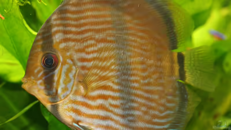 Heckel von Alexander Grimmer (19)