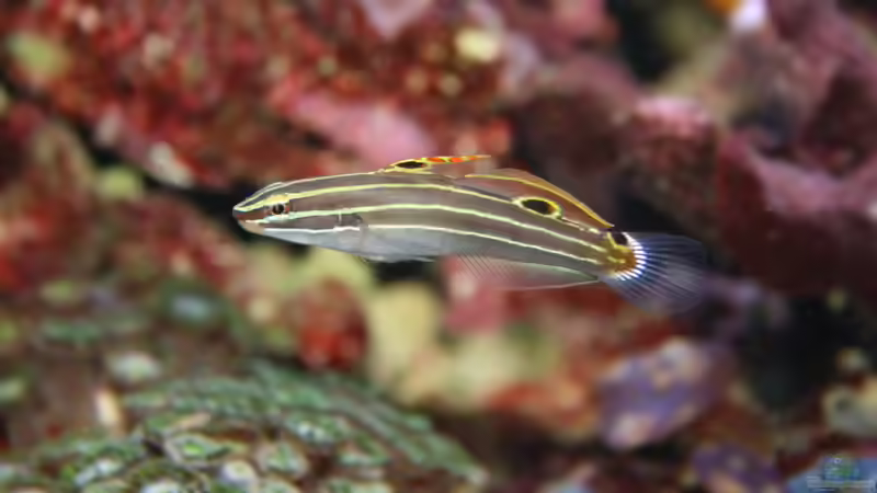 Hector´s Grundel 31.10.2012 von Susanne Axt (36)