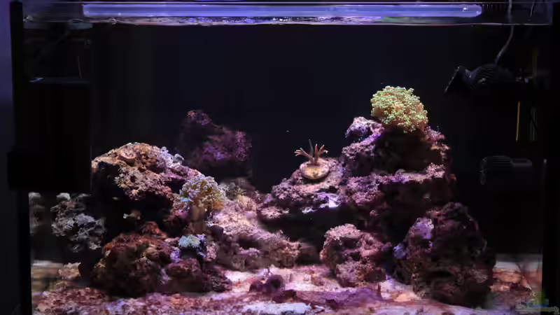 heftig Cyanos von die Perle... (4)