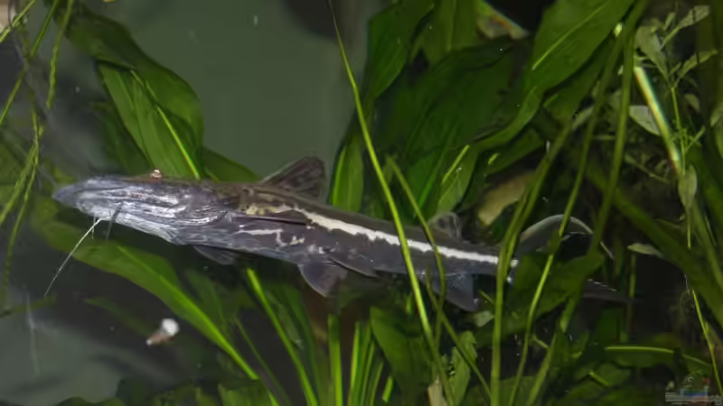 Hehe, heut bin ich schon grösser als der Chef und grad mal 14 Monate bei dir von dornwels (26)