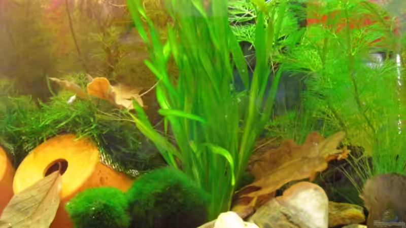 heile Welt von Der Ich (3)