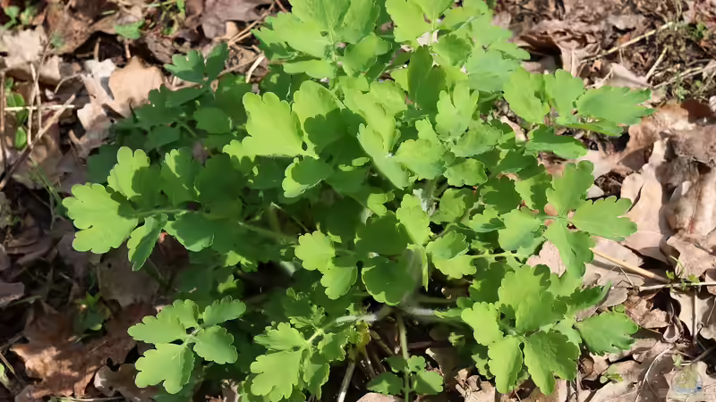 Heilkräuter aus dem Garten: Hilft Schöllkraut gegen Warzen?