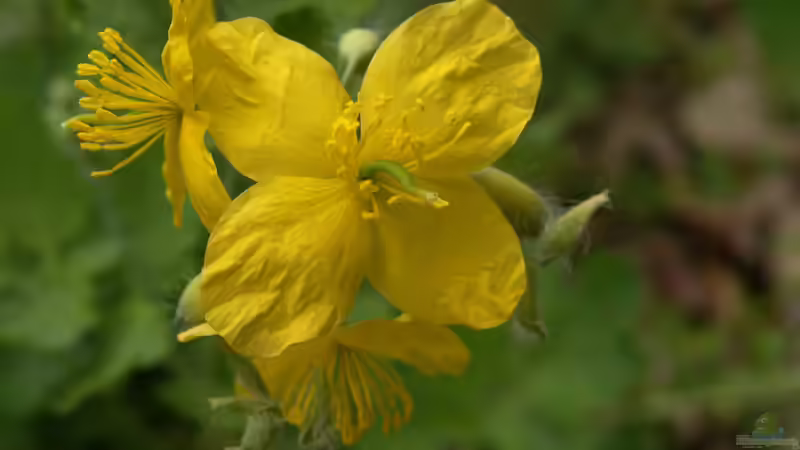 Heilkräuter aus dem Garten: Hilft Schöllkraut gegen Warzen?