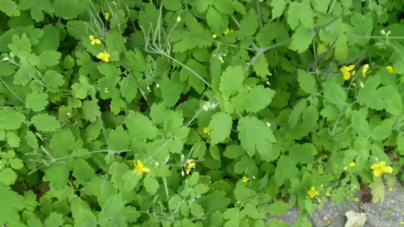 Heilkräuter aus dem Garten: Hilft Schöllkraut gegen Warzen?