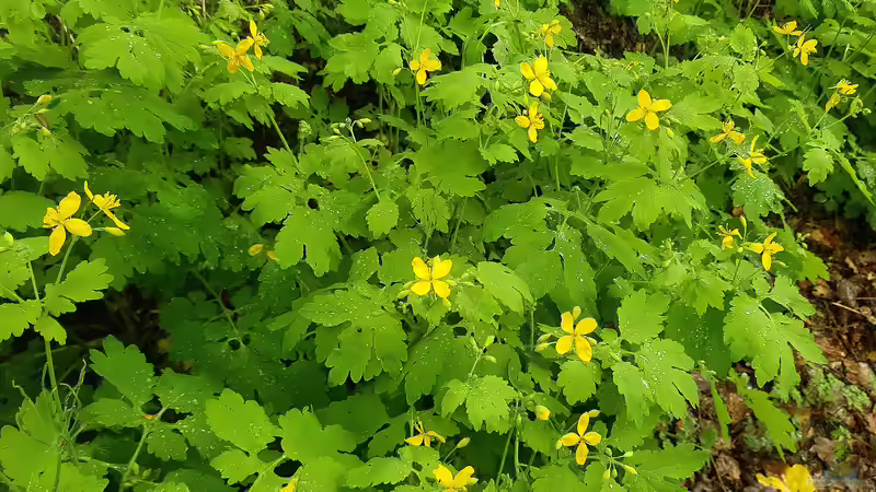 Heilkräuter aus dem Garten: Hilft Schöllkraut gegen Warzen?