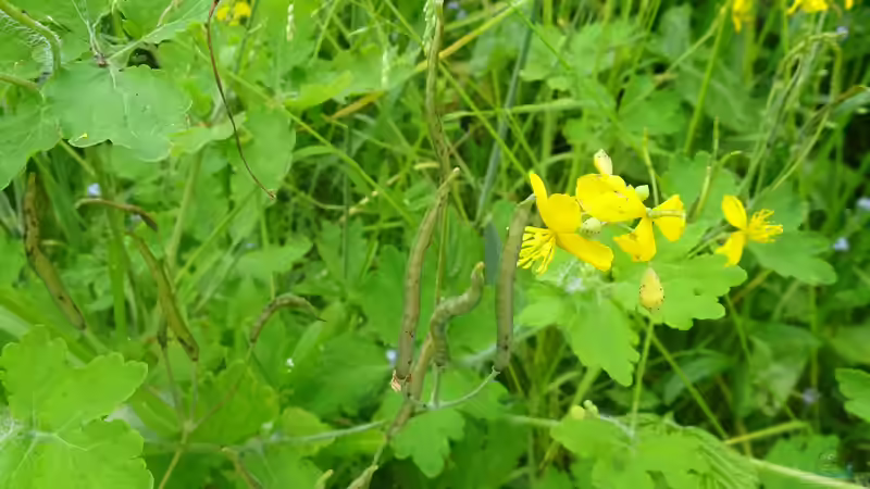 Heilkräuter aus dem Garten: Hilft Schöllkraut gegen Warzen?