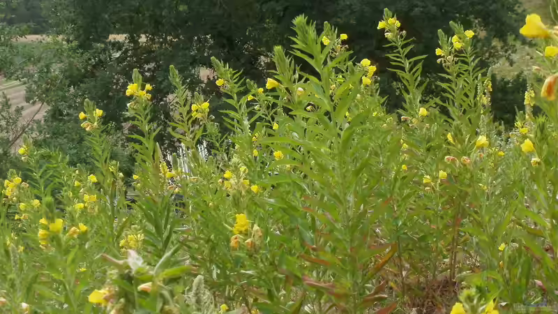 Heilpflanze des Jahres 2026: Die Gemeine Nachtkerze (Oenothera biennis)