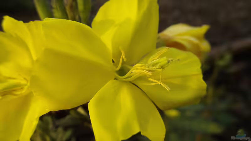 Heilpflanze des Jahres 2026: Die Gemeine Nachtkerze (Oenothera biennis)