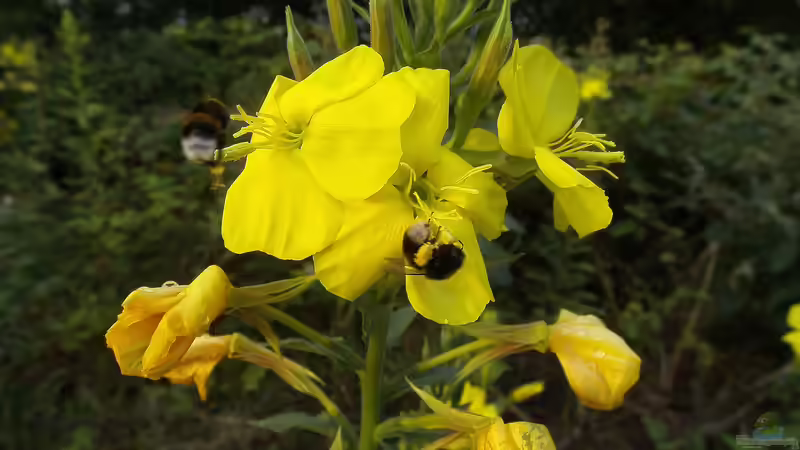 Heilpflanze des Jahres 2026: Die Gemeine Nachtkerze (Oenothera biennis)