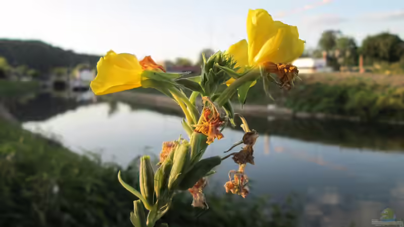 Heilpflanze des Jahres 2026: Die Gemeine Nachtkerze (Oenothera biennis)