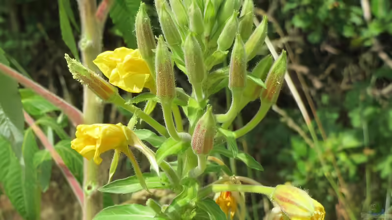 Heilpflanze des Jahres 2026: Die Gemeine Nachtkerze (Oenothera biennis)
