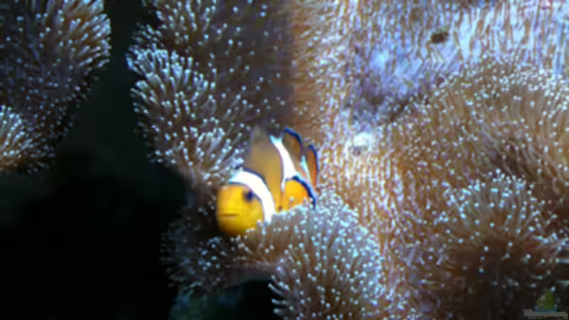 Heimat meiner Nemos die übernommen worden sind. Die leben seit Anfang an dadrin und wollen einfach nicht in eine Anemone umziehen ;)  von Flevus (21)