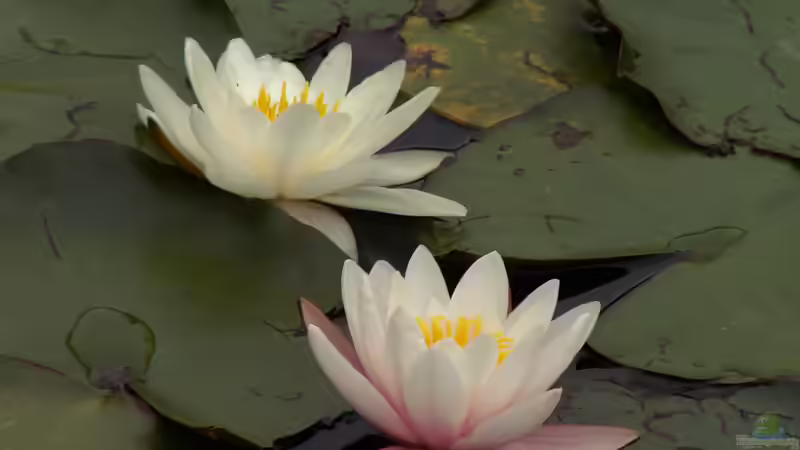 Heimische Blühpflanzen für den Gartenteich: Farbenpracht und ökologisches Gleichgewicht
