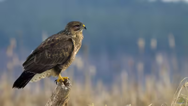 Heimische Greifvögel im Garten beobachten