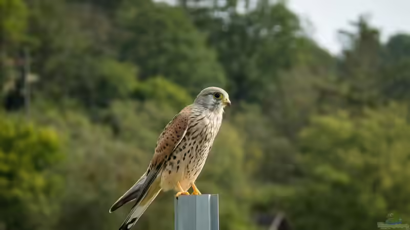 Heimische Greifvögel im Garten beobachten