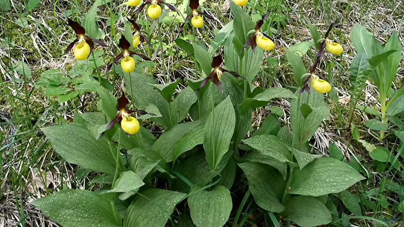 Heimische Orchideen im Garten: Welche Arten sind erlaubt und geeignet?