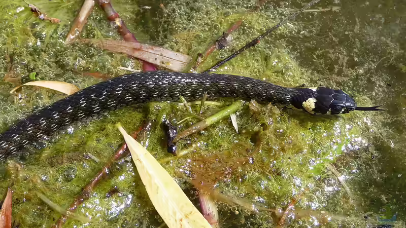 Heimische Schlangen: Terrariumhaltung möglich?