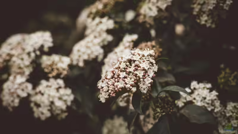 Heimische Sträucher: Die schönsten Arten für naturnahe und artenreiche Gärten