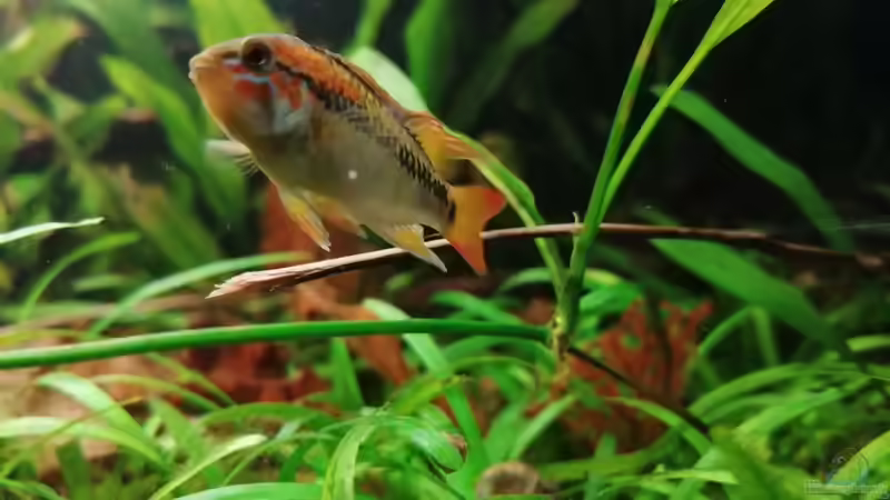 Heimliche Chef  von SaMü (1)