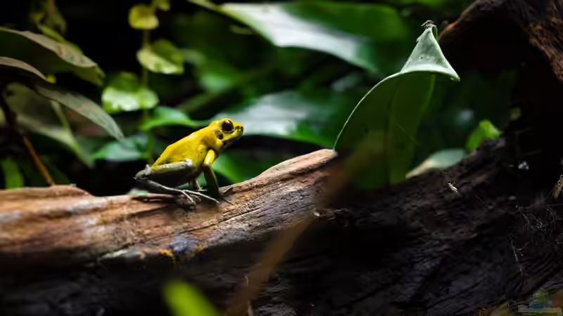 Heimtier des Jahres 2026: Der Pfeilgiftfrosch als faszinierender Botschafter für verantwortungsvolle Terraristik