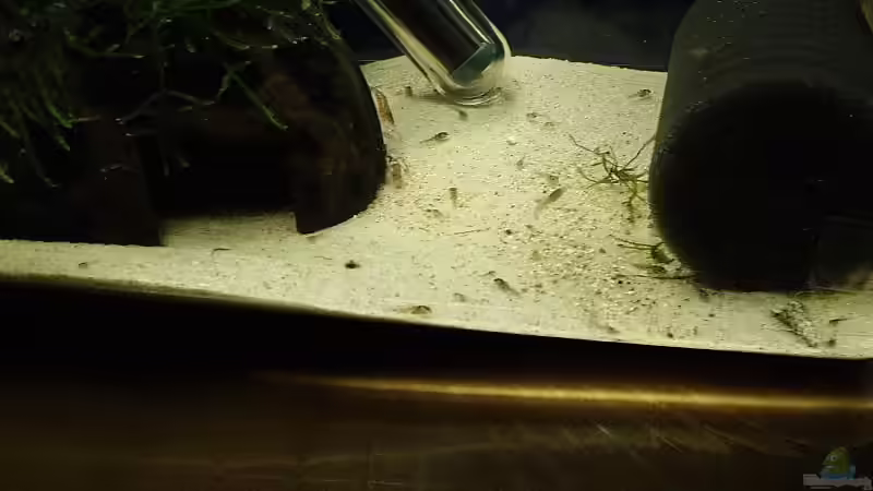 heir sind die Jungtiere sehr gut zu sehen... von Torsten Bullmahn (22)