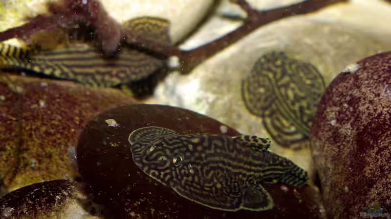 heiße Braut 11/2012 von Nico NK (26)