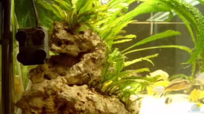 Heizer & Strömungspumpe von Sven Göhre (6)