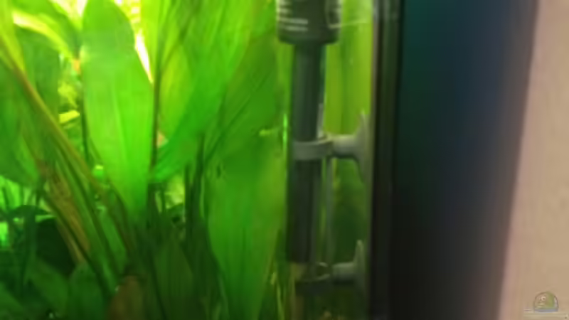 Heizer Eheim 150W von Pflanzenbecken (19)