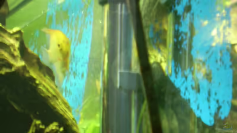 Heizer von Skalarfreund (4)