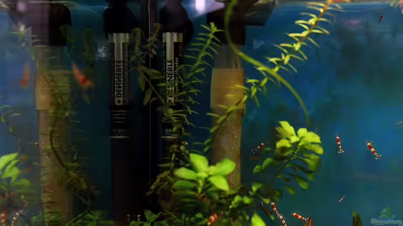 Heizstab Dennerle Nano ThermoConstant 25° - 100Watt und Teleskopsteigrohr des LifeTech von Micha (23)