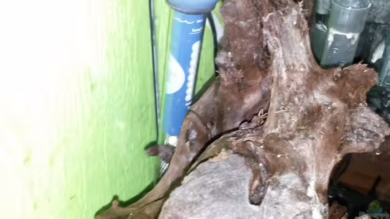 Heizstab Elite von Robert&Alex (6)