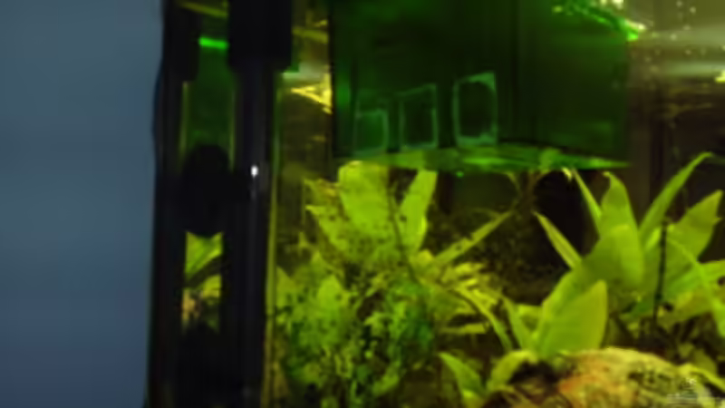 Heizstab und Guppytank von LaChica (4)