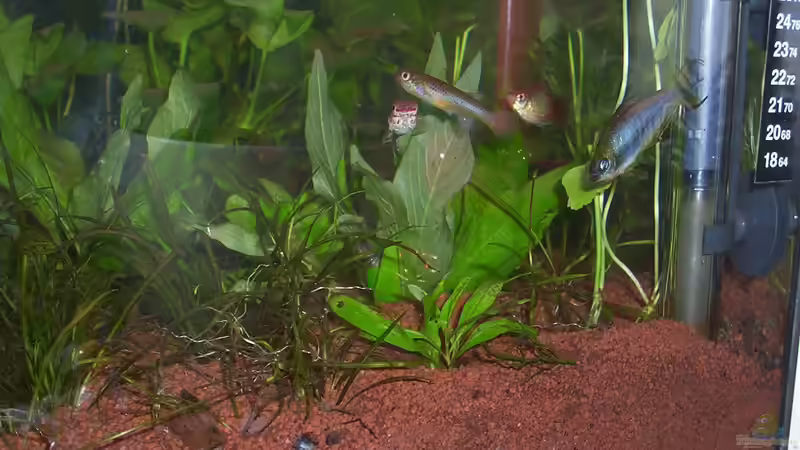 Heizstab von Annett F. (5)